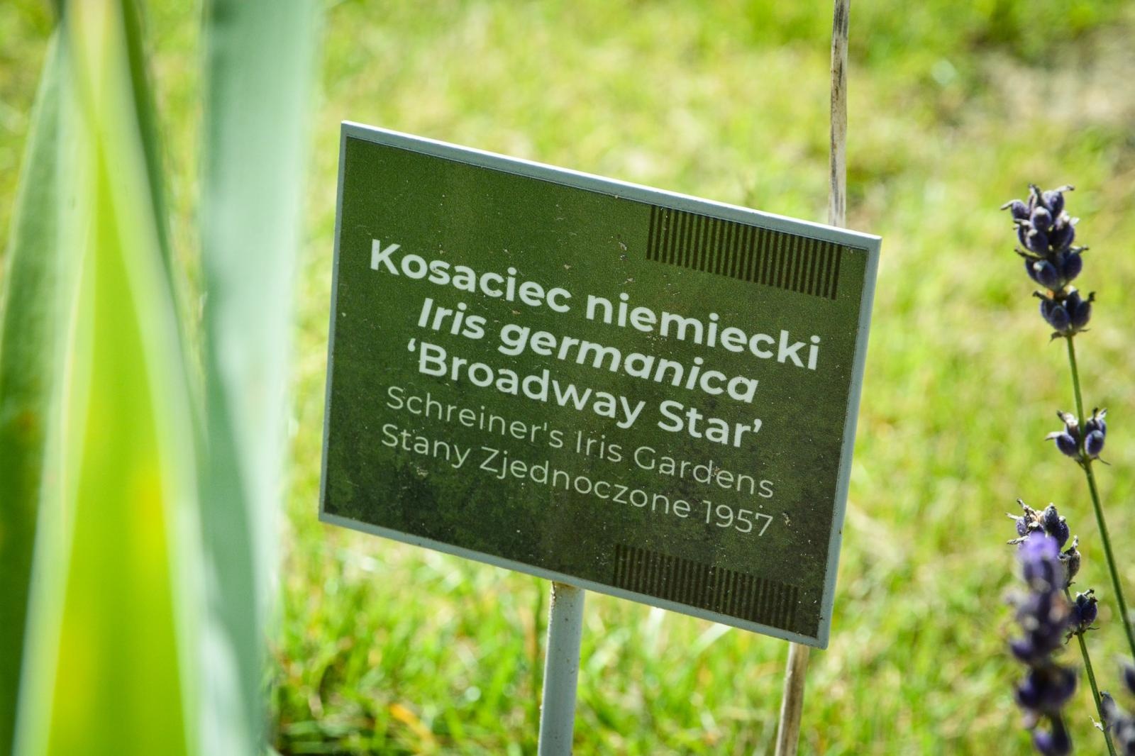 Zdjęcie w galerii na portalu naszraciborz.pl: Wakacyjne wędrówki z WFOŚiGW w Katowicach. Zaczarowany świat irysów wiadomości z regionu