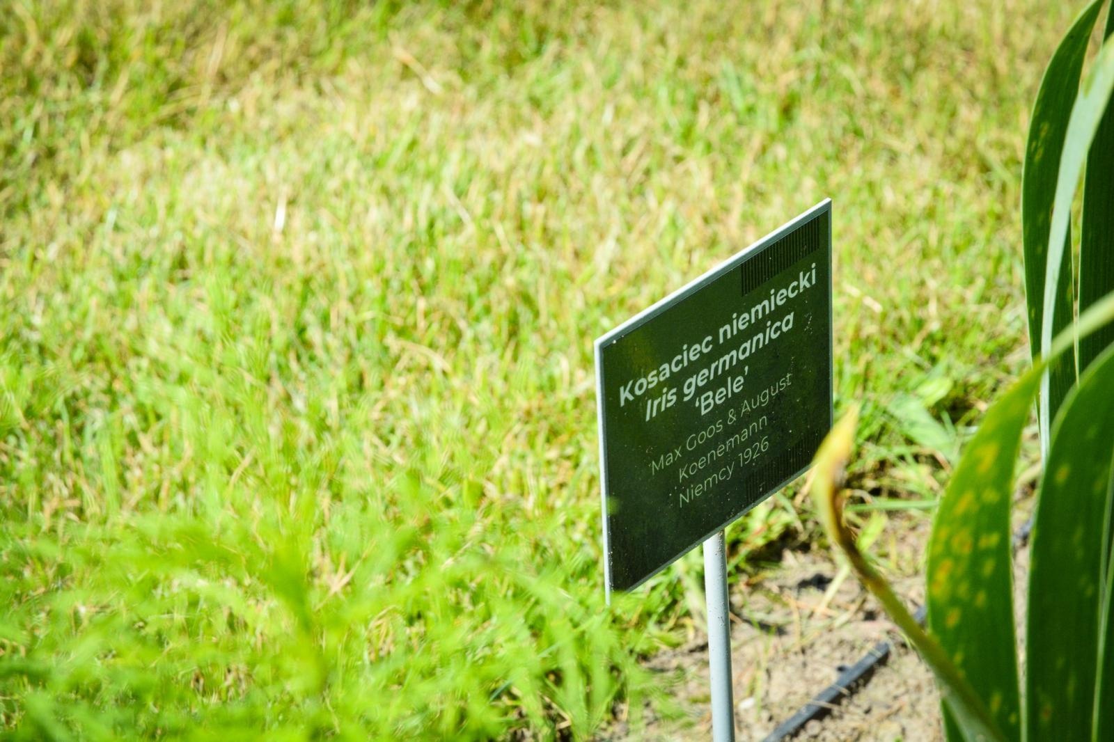 Zdjęcie w galerii na portalu naszraciborz.pl: Wakacyjne wędrówki z WFOŚiGW w Katowicach. Zaczarowany świat irysów wiadomości z regionu