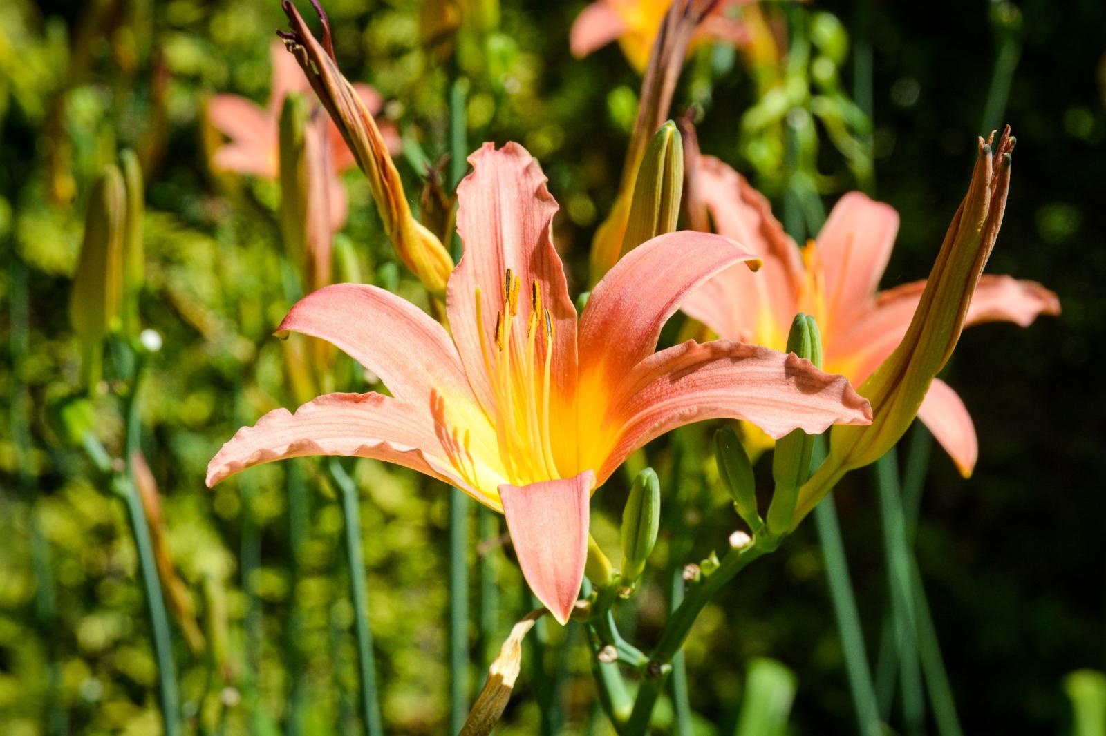 Zdjęcie w galerii na portalu naszraciborz.pl: Wakacyjne wędrówki z WFOŚiGW w Katowicach. Zaczarowany świat irysów wiadomości z regionu