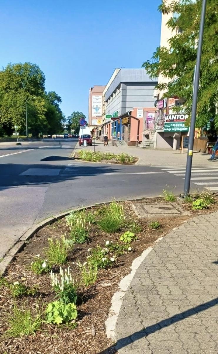 Zdjęcie w galerii na portalu naszraciborz.pl: Zielona zmiana w Raciborzu. Nowe rabaty i mniej betonu wiadomości z regionu