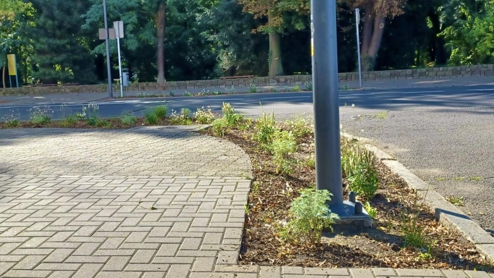 Zdjęcie w galerii na portalu naszraciborz.pl: Zielona zmiana w Raciborzu. Nowe rabaty i mniej betonu wiadomości z regionu