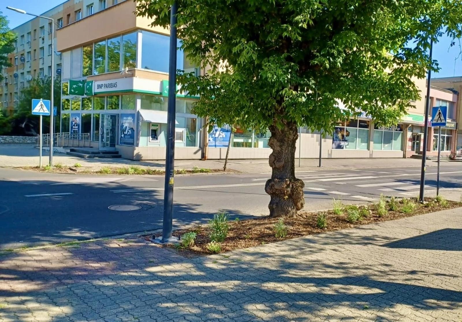 Zdjęcie w galerii na portalu naszraciborz.pl: Zielona zmiana w Raciborzu. Nowe rabaty i mniej betonu wiadomości z regionu