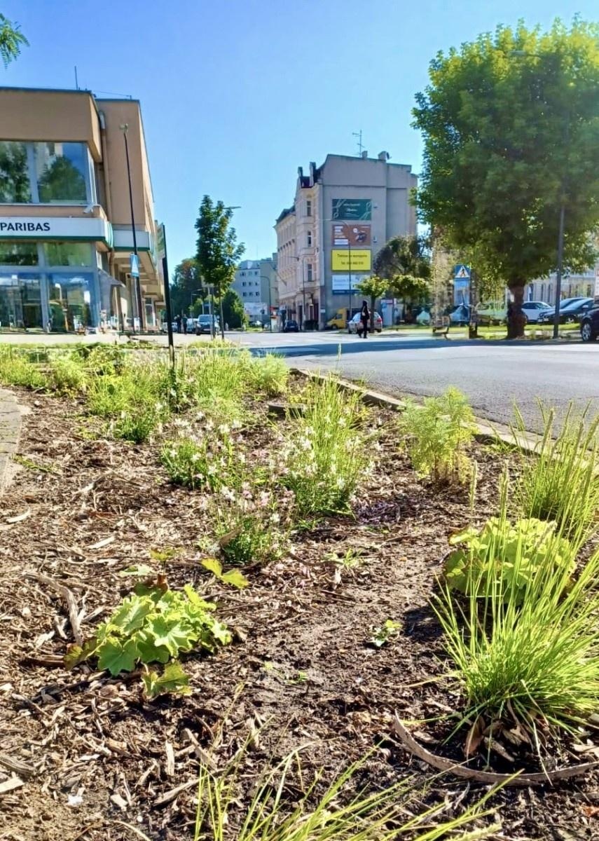 Zdjęcie w galerii na portalu naszraciborz.pl: Zielona zmiana w Raciborzu. Nowe rabaty i mniej betonu wiadomości z regionu