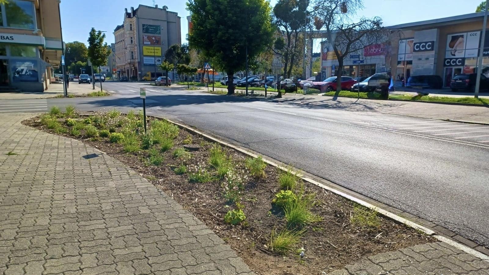 Zdjęcie w galerii na portalu naszraciborz.pl: Zielona zmiana w Raciborzu. Nowe rabaty i mniej betonu wiadomości z regionu