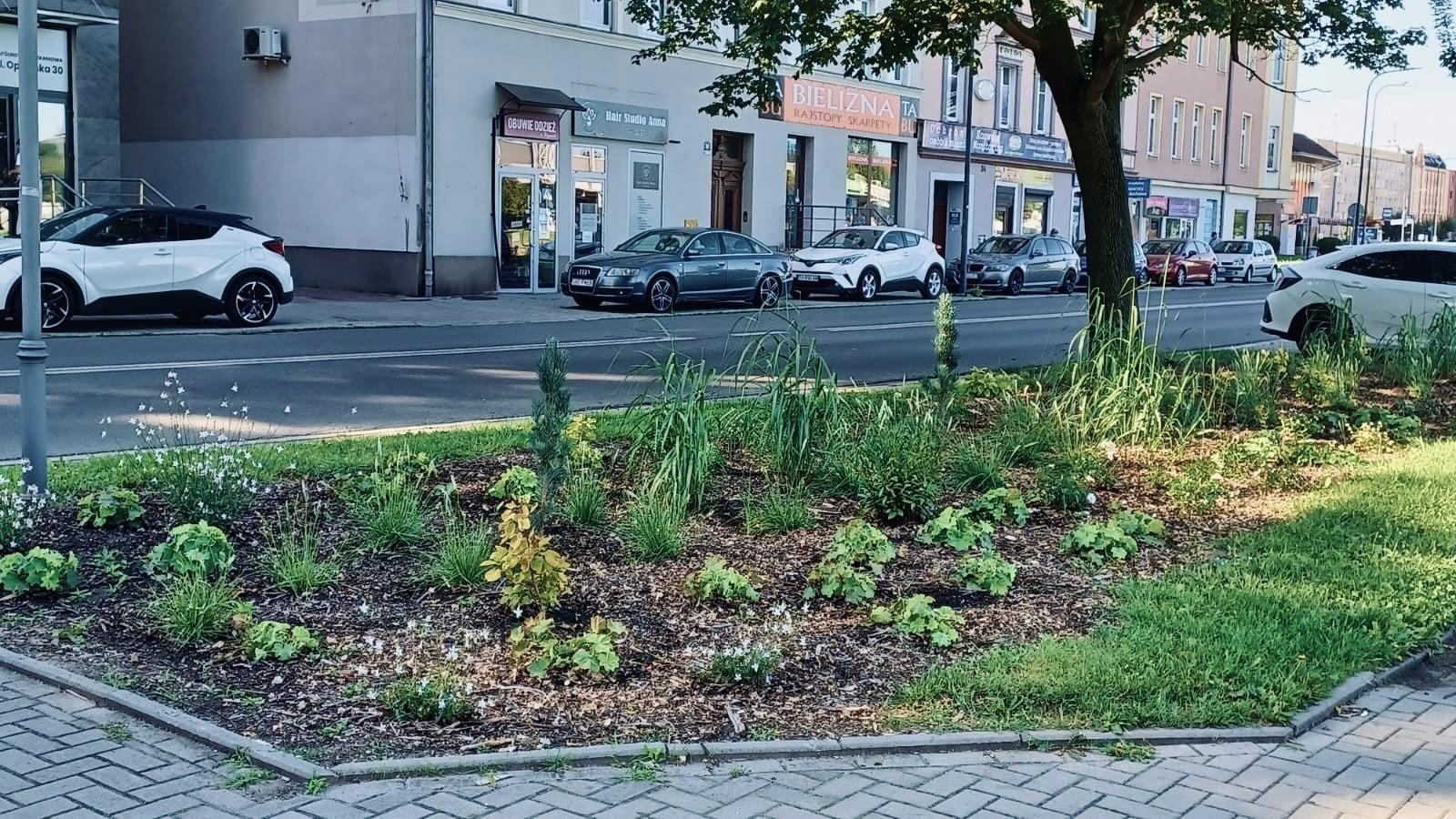 Zdjęcie w galerii na portalu naszraciborz.pl: Zielona zmiana w Raciborzu. Nowe rabaty i mniej betonu wiadomości z regionu