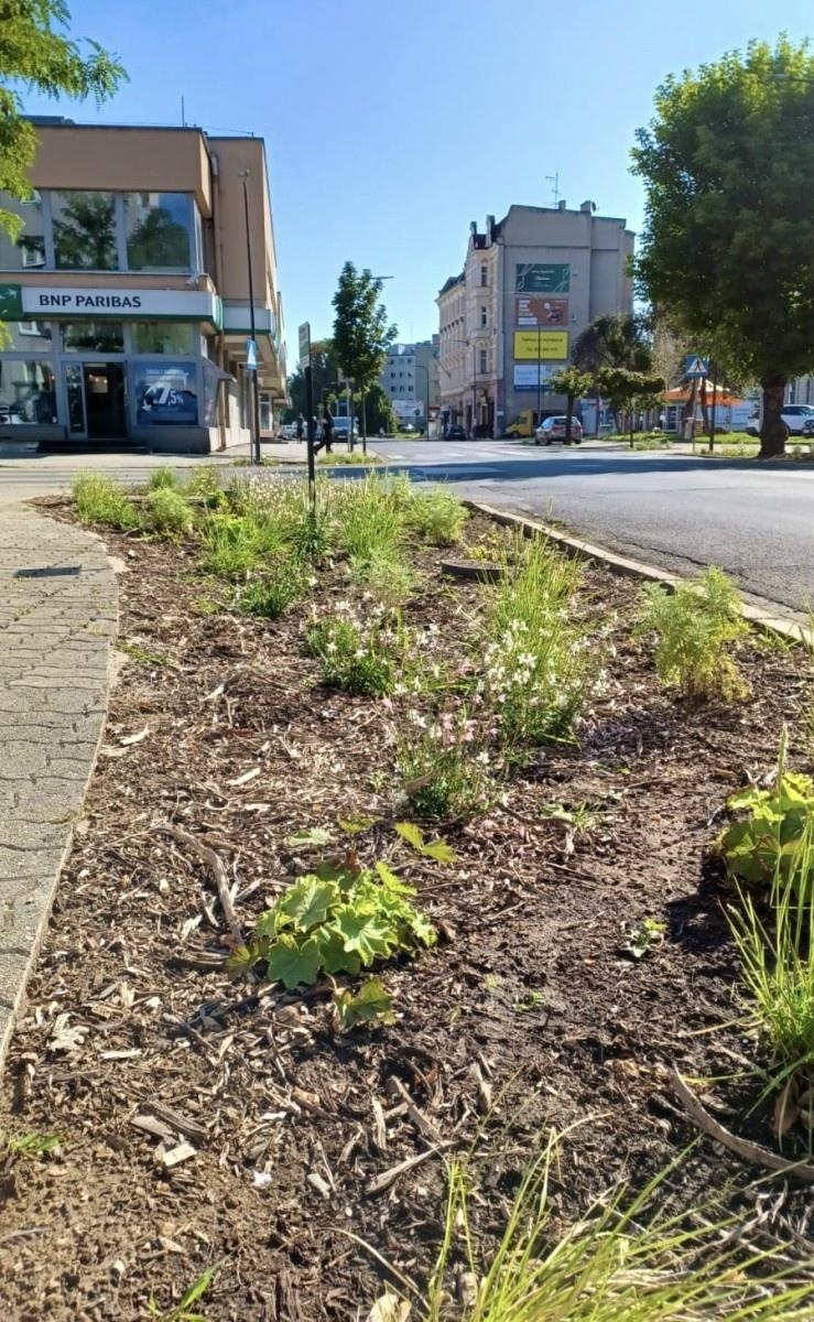 Zdjęcie w galerii na portalu naszraciborz.pl: Zielona zmiana w Raciborzu. Nowe rabaty i mniej betonu wiadomości z regionu