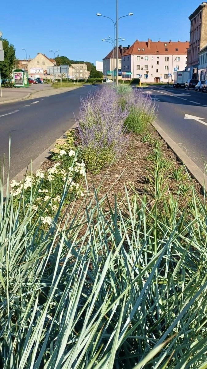 Zdjęcie w galerii na portalu naszraciborz.pl: Zielona zmiana w Raciborzu. Nowe rabaty i mniej betonu wiadomości z regionu