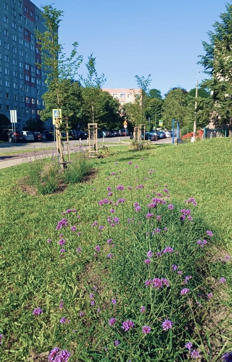 Zdjęcie w galerii na portalu naszraciborz.pl: Zielona zmiana w Raciborzu. Nowe rabaty i mniej betonu wiadomości z regionu