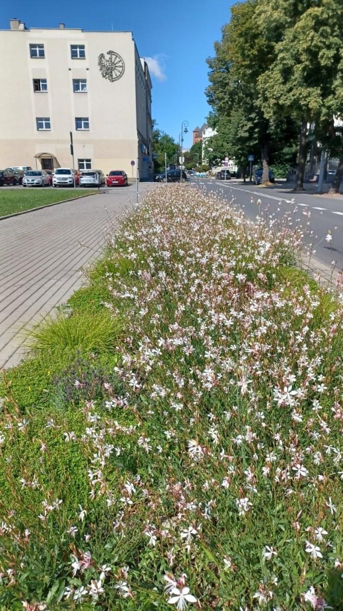 Zdjęcie w galerii na portalu naszraciborz.pl: Zielona zmiana w Raciborzu. Nowe rabaty i mniej betonu wiadomości z regionu