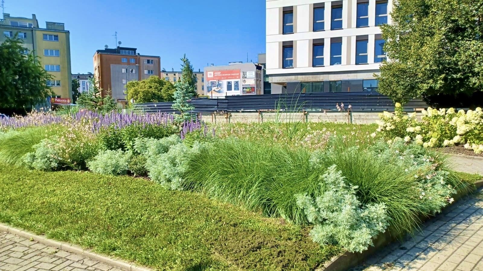 Zdjęcie w galerii na portalu naszraciborz.pl: Zielona zmiana w Raciborzu. Nowe rabaty i mniej betonu wiadomości z regionu