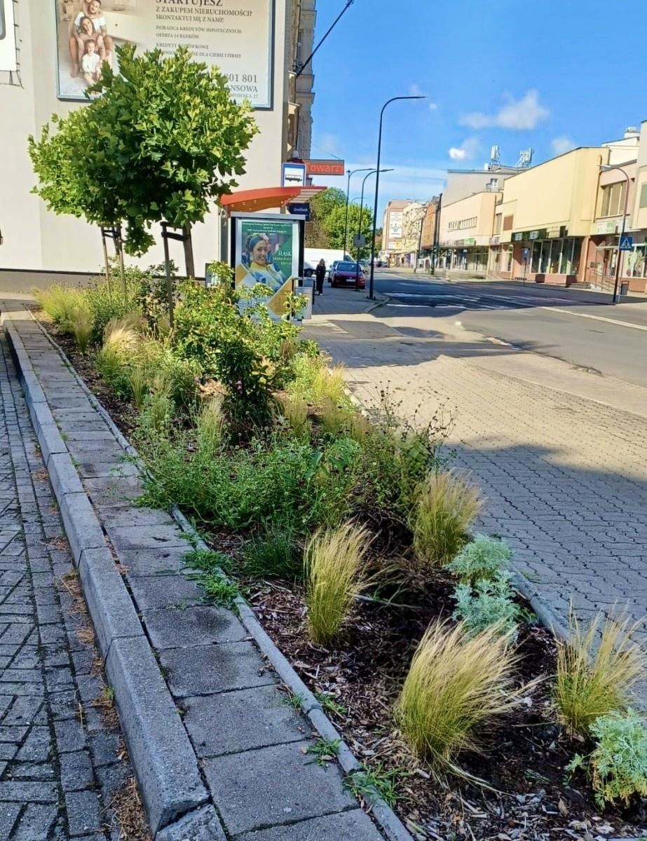 Zdjęcie w galerii na portalu naszraciborz.pl: Zielona zmiana w Raciborzu. Nowe rabaty i mniej betonu wiadomości z regionu