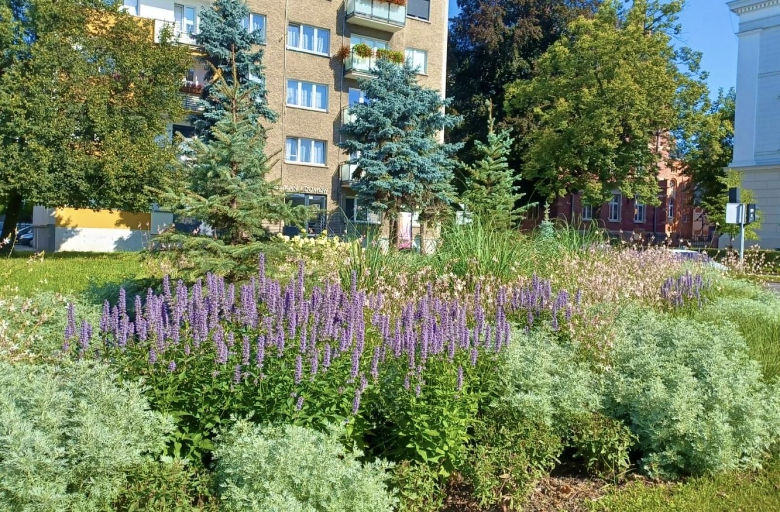 Zdjęcie w galerii na portalu naszraciborz.pl: Zielona zmiana w Raciborzu. Nowe rabaty i mniej betonu wiadomości z regionu