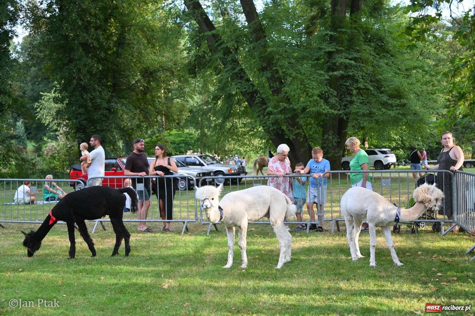 Zdjęcie w galerii na portalu naszraciborz.pl: Fanny Days po raz trzeci. Krowiarki znów pełne mieszkańców regionu [FOTO i WIDEO] wiadomości z regionu