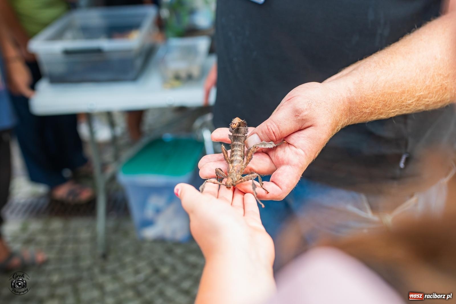 Zdjęcie w galerii na portalu naszraciborz.pl: Racibórz zamienił się w wielkie laboratorium. V Festiwal Odkrywców przyciągnął całe rodziny [FOTO i WIDEO] wiadomości z regionu