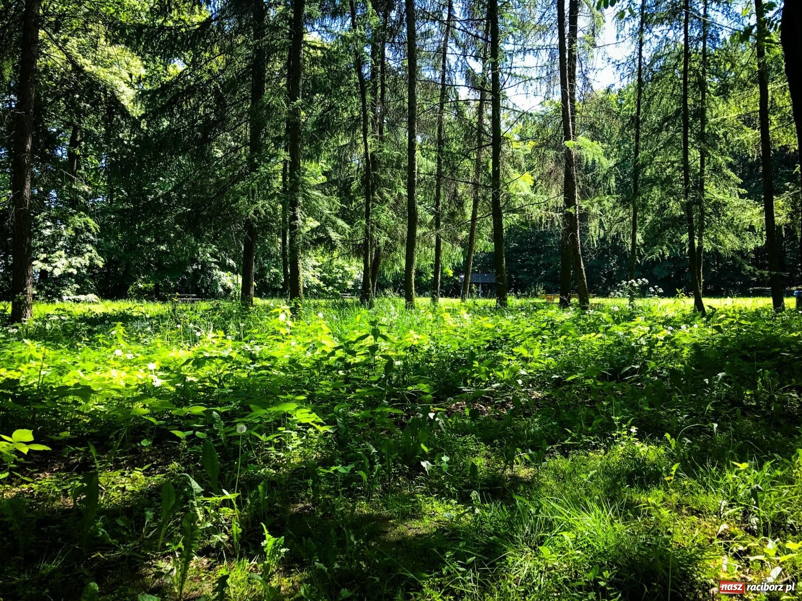 Zdjęcie w galerii na portalu naszraciborz.pl: Czy kwiaty i motyle wzbogacą Arboretum Bramy Morawskiej? Zdecydują mieszkańcy wiadomości z regionu