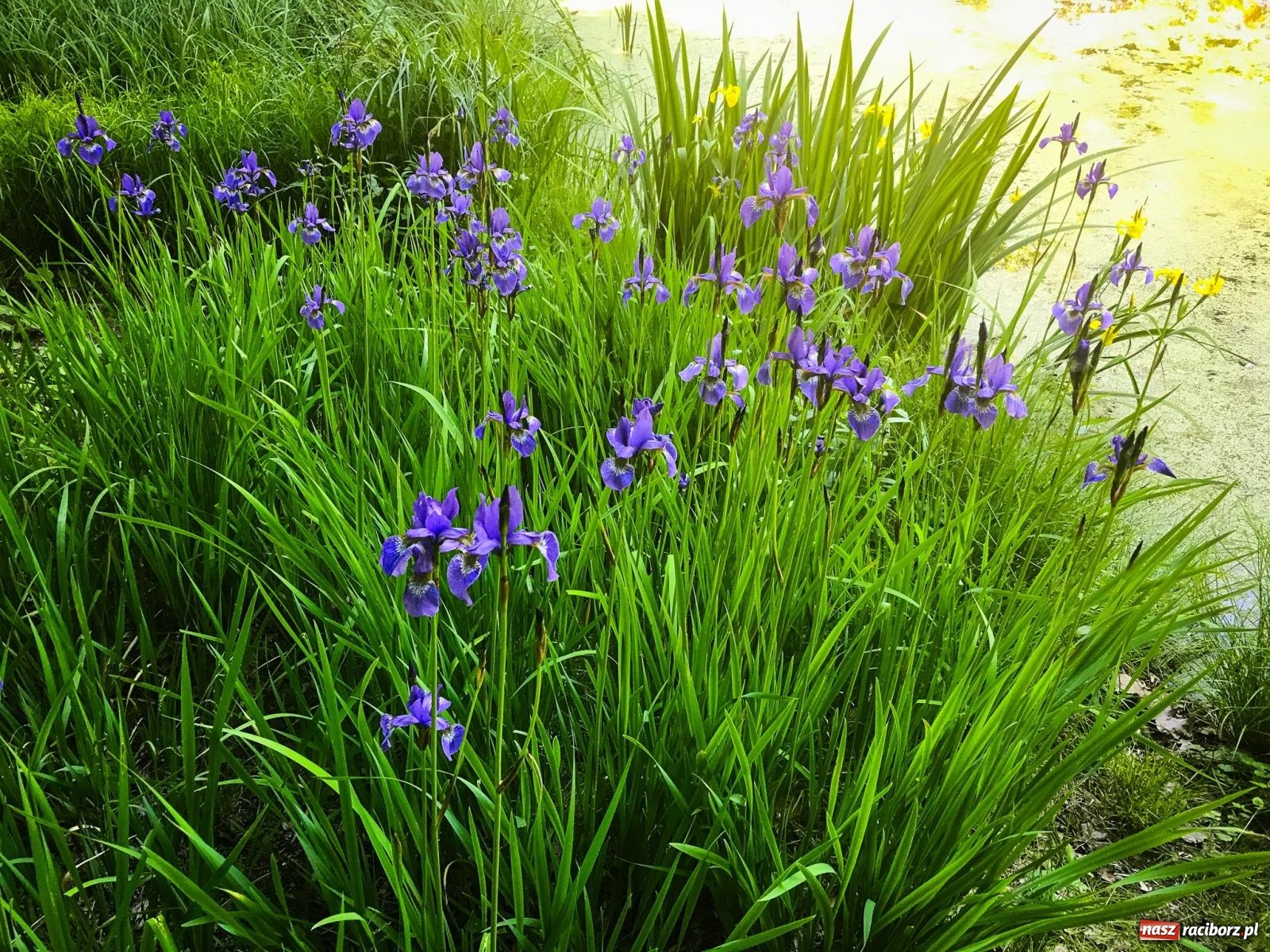 Zdjęcie w galerii na portalu naszraciborz.pl: Czy kwiaty i motyle wzbogacą Arboretum Bramy Morawskiej? Zdecydują mieszkańcy wiadomości z regionu