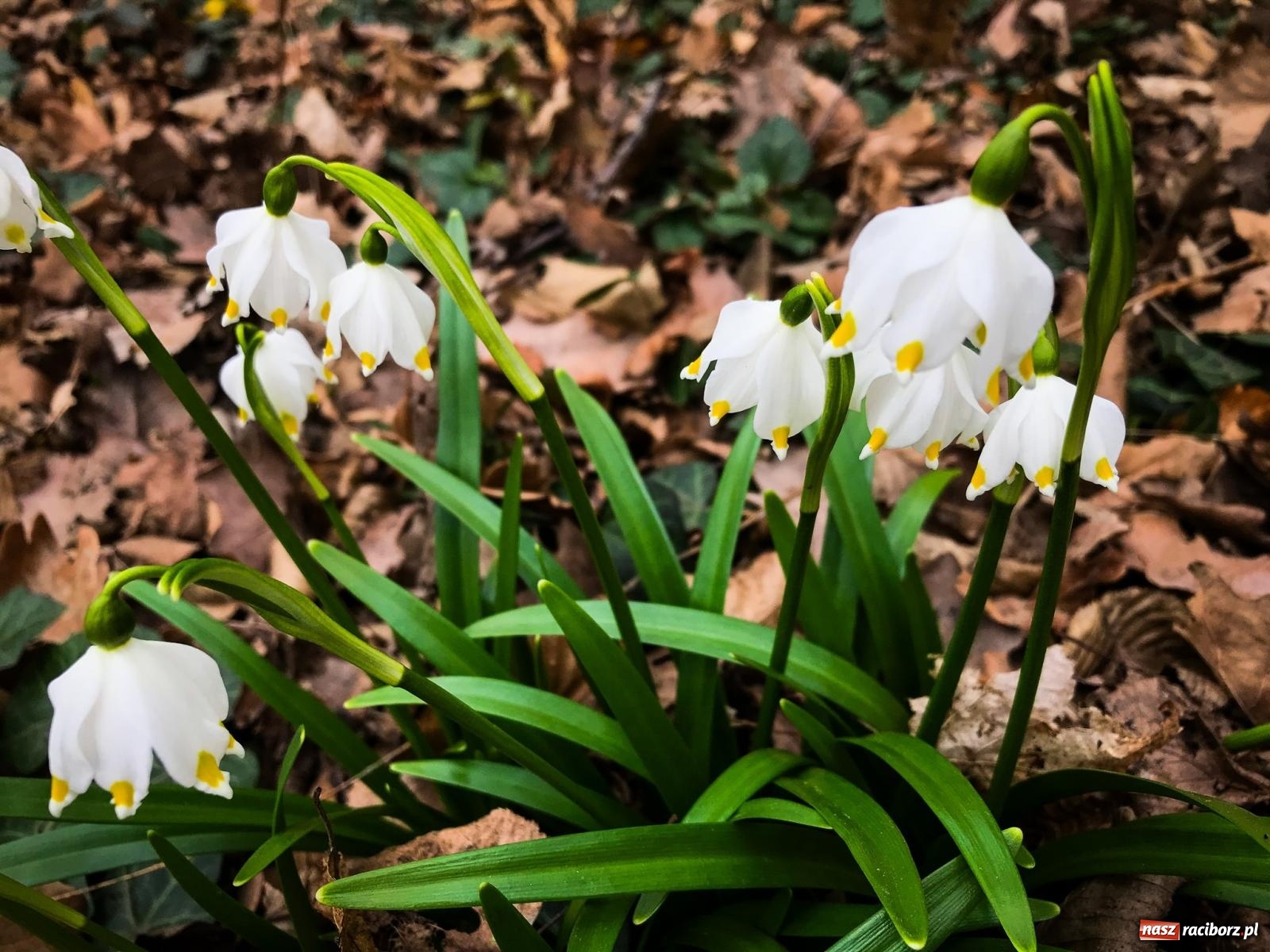 Zdjęcie w galerii na portalu naszraciborz.pl: Czy kwiaty i motyle wzbogacą Arboretum Bramy Morawskiej? Zdecydują mieszkańcy wiadomości z regionu