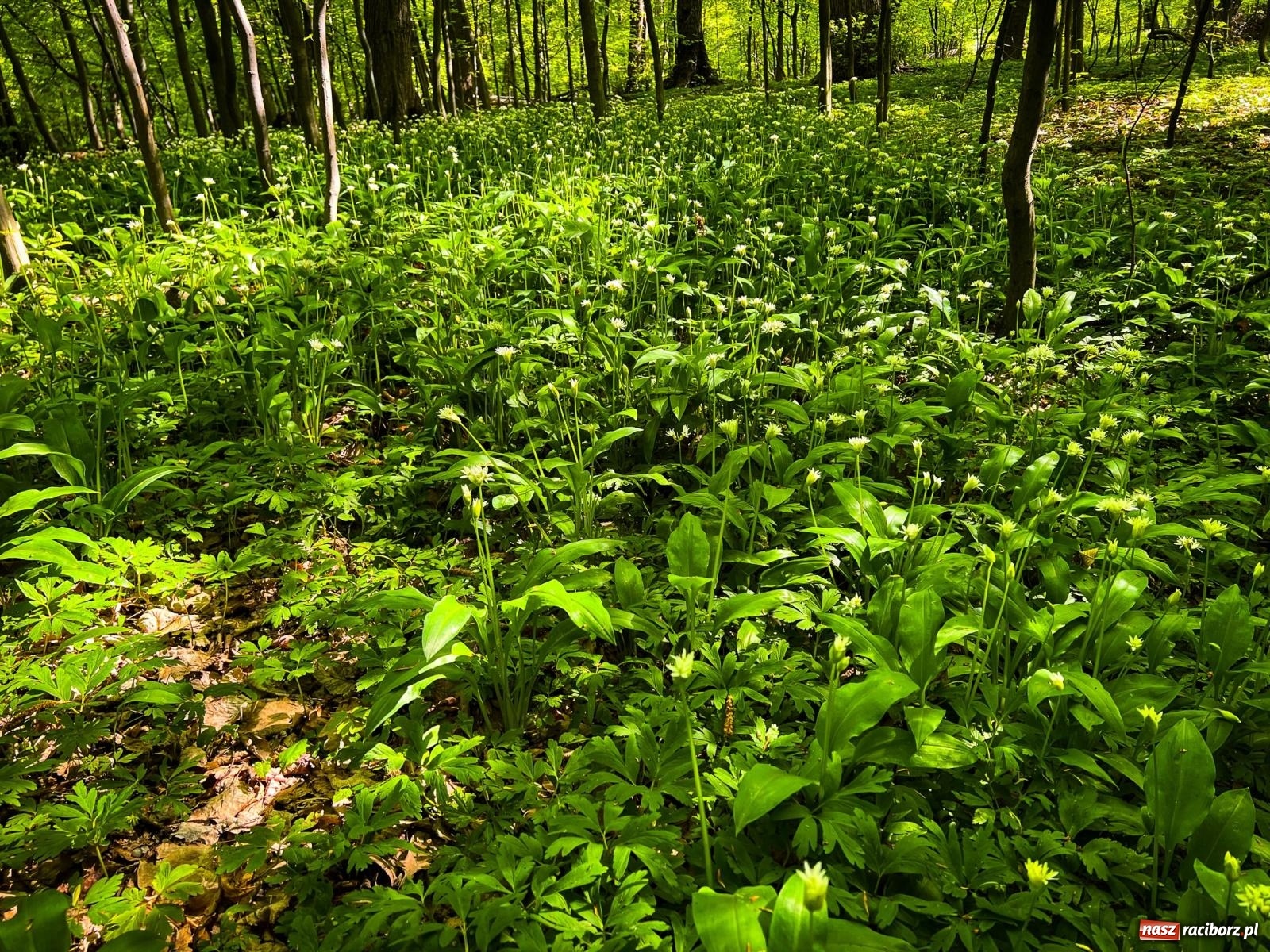Zdjęcie w galerii na portalu naszraciborz.pl: Czy kwiaty i motyle wzbogacą Arboretum Bramy Morawskiej? Zdecydują mieszkańcy wiadomości z regionu