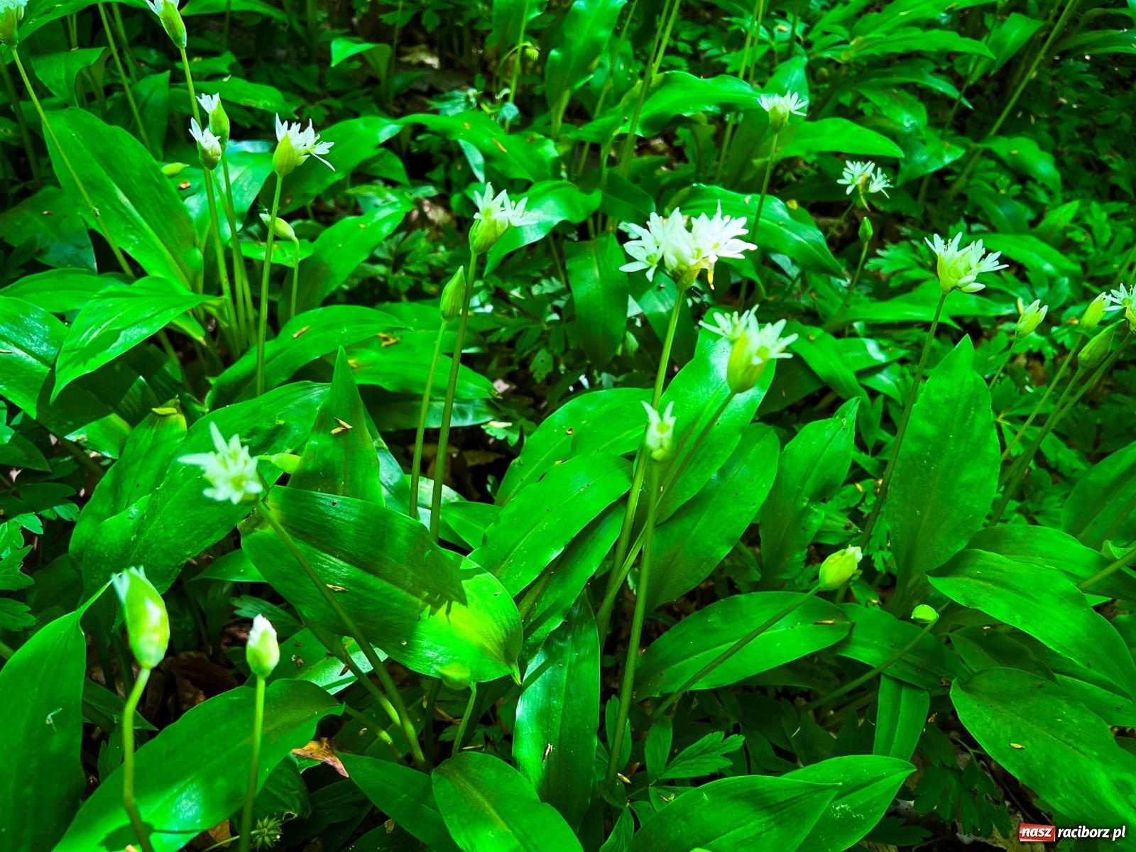 Zdjęcie w galerii na portalu naszraciborz.pl: Czy kwiaty i motyle wzbogacą Arboretum Bramy Morawskiej? Zdecydują mieszkańcy wiadomości z regionu