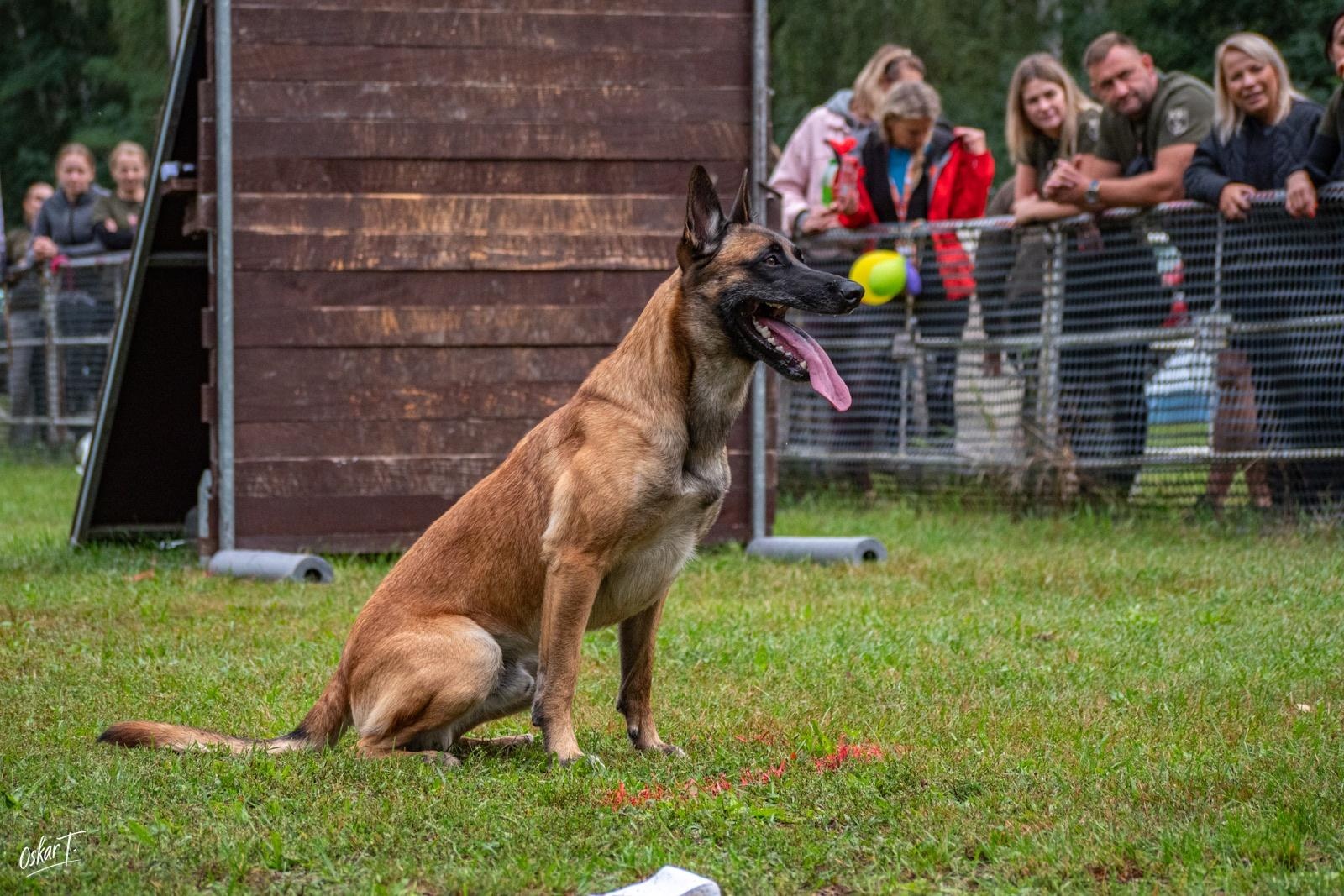 Zdjęcie w galerii na portalu naszraciborz.pl: Międzynarodowe emocje i psy wysokiej klasy. Pierwszy dzień zawodów Mondioringu w Babicach za nami [FOTO] wiadomości z regionu