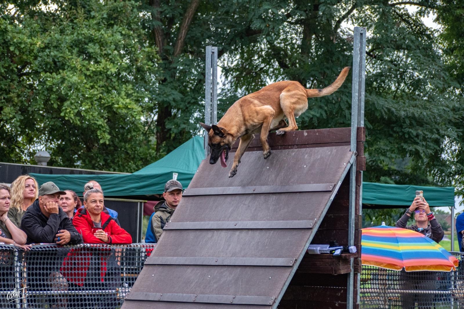 Zdjęcie w galerii na portalu naszraciborz.pl: Międzynarodowe emocje i psy wysokiej klasy. Pierwszy dzień zawodów Mondioringu w Babicach za nami [FOTO] wiadomości z regionu