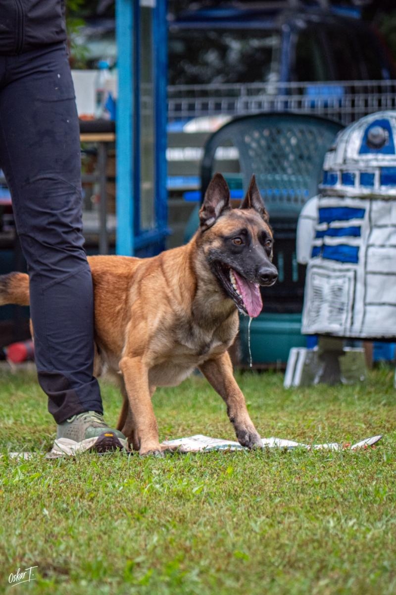 Zdjęcie w galerii na portalu naszraciborz.pl: Międzynarodowe emocje i psy wysokiej klasy. Pierwszy dzień zawodów Mondioringu w Babicach za nami [FOTO] wiadomości z regionu