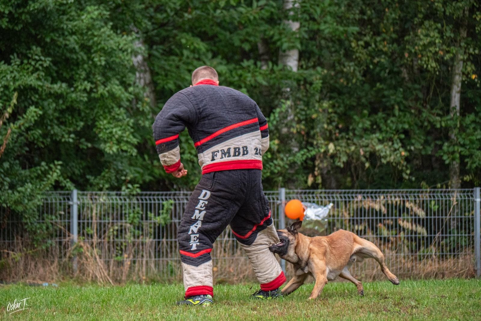 Zdjęcie w galerii na portalu naszraciborz.pl: Międzynarodowe emocje i psy wysokiej klasy. Pierwszy dzień zawodów Mondioringu w Babicach za nami [FOTO] wiadomości z regionu