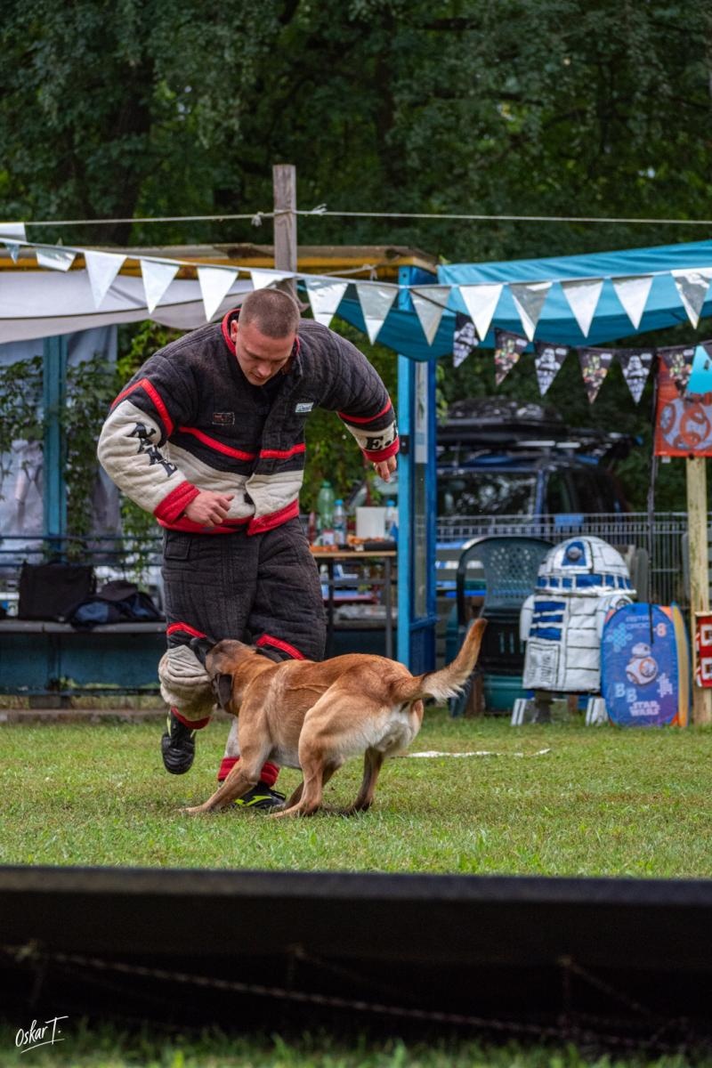 Zdjęcie w galerii na portalu naszraciborz.pl: Międzynarodowe emocje i psy wysokiej klasy. Pierwszy dzień zawodów Mondioringu w Babicach za nami [FOTO] wiadomości z regionu