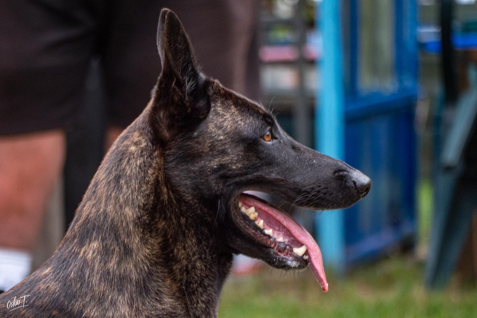 Zdjęcie w galerii na portalu naszraciborz.pl: Międzynarodowe emocje i psy wysokiej klasy. Pierwszy dzień zawodów Mondioringu w Babicach za nami [FOTO] wiadomości z regionu