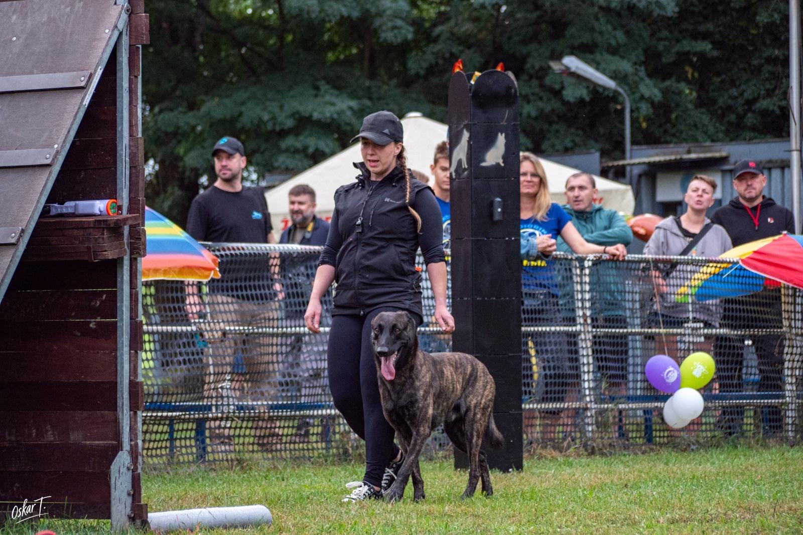 Zdjęcie w galerii na portalu naszraciborz.pl: Międzynarodowe emocje i psy wysokiej klasy. Pierwszy dzień zawodów Mondioringu w Babicach za nami [FOTO] wiadomości z regionu