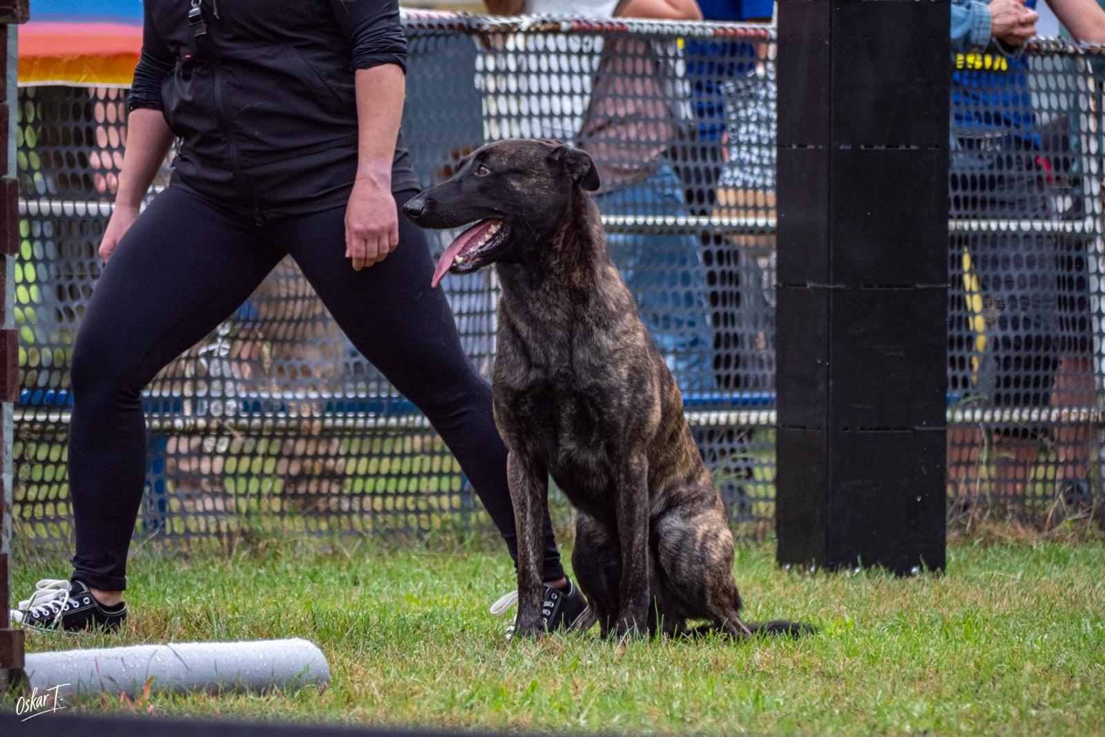 Zdjęcie w galerii na portalu naszraciborz.pl: Międzynarodowe emocje i psy wysokiej klasy. Pierwszy dzień zawodów Mondioringu w Babicach za nami [FOTO] wiadomości z regionu