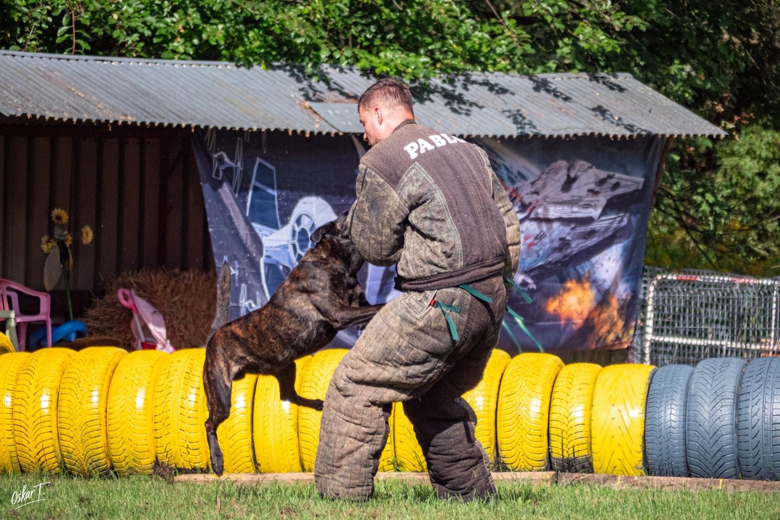 Zdjęcie w galerii na portalu naszraciborz.pl: Międzynarodowe emocje i psy wysokiej klasy. Pierwszy dzień zawodów Mondioringu w Babicach za nami [FOTO] wiadomości z regionu