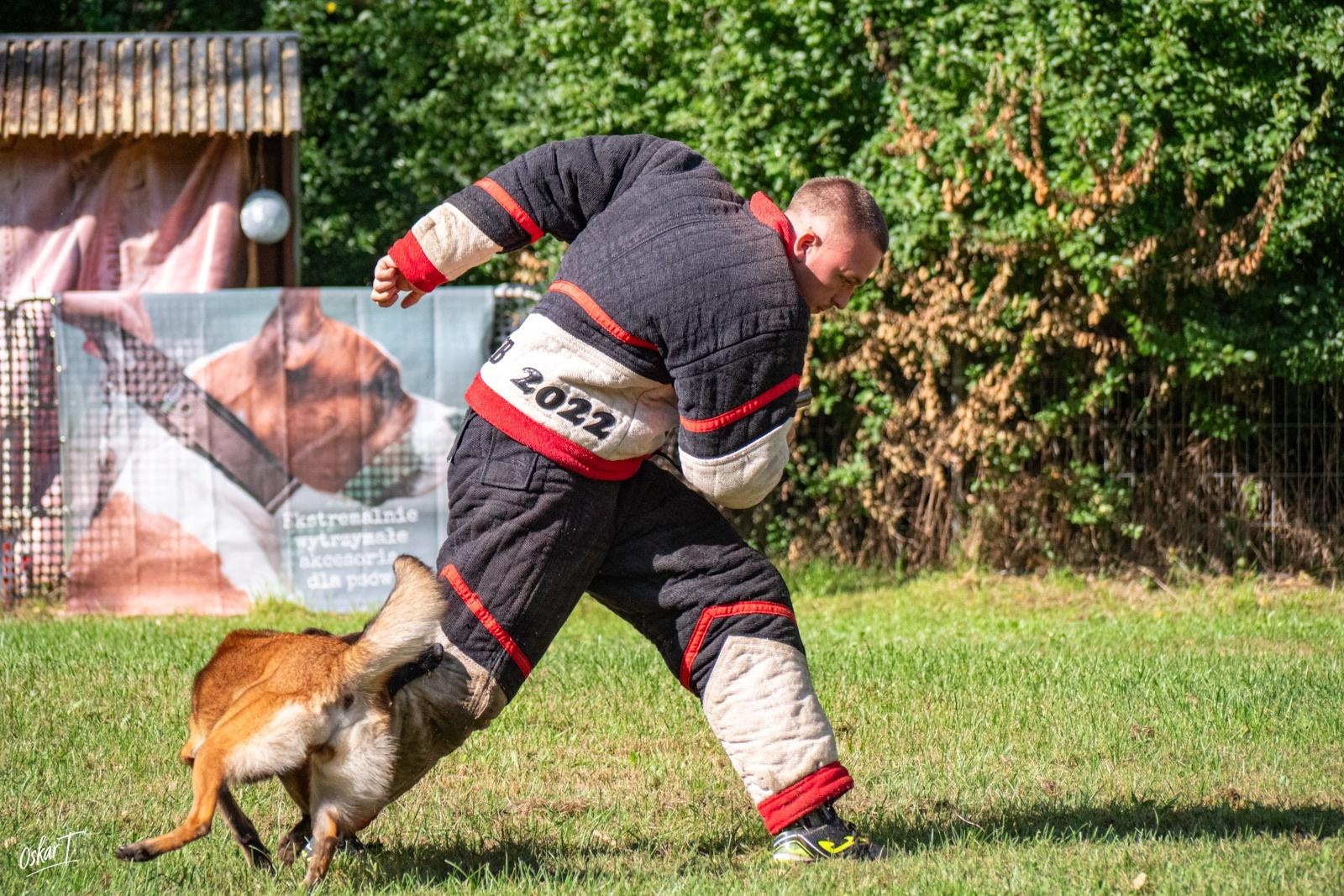 Zdjęcie w galerii na portalu naszraciborz.pl: Międzynarodowe emocje i psy wysokiej klasy. Pierwszy dzień zawodów Mondioringu w Babicach za nami [FOTO] wiadomości z regionu
