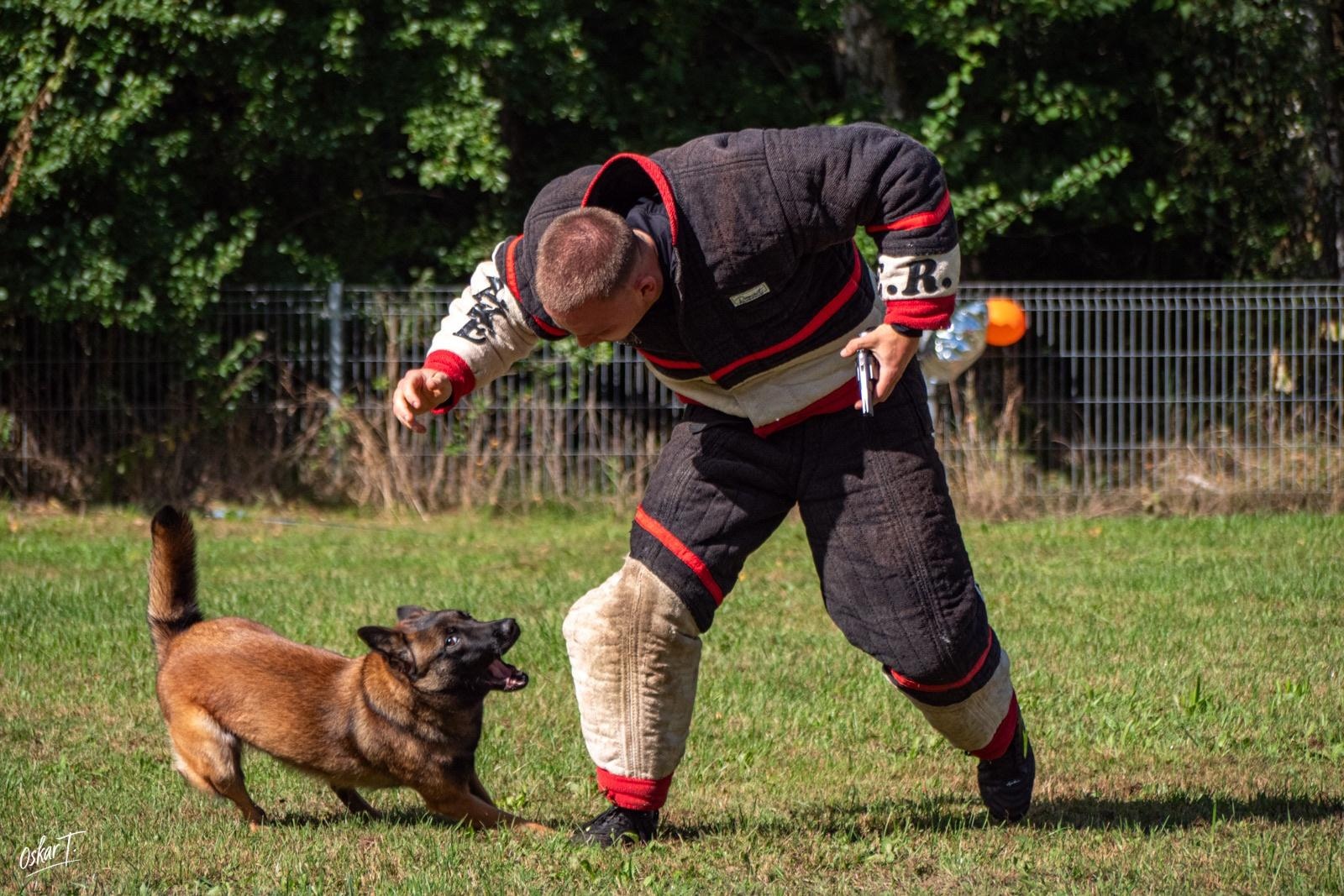 Zdjęcie w galerii na portalu naszraciborz.pl: Międzynarodowe emocje i psy wysokiej klasy. Pierwszy dzień zawodów Mondioringu w Babicach za nami [FOTO] wiadomości z regionu