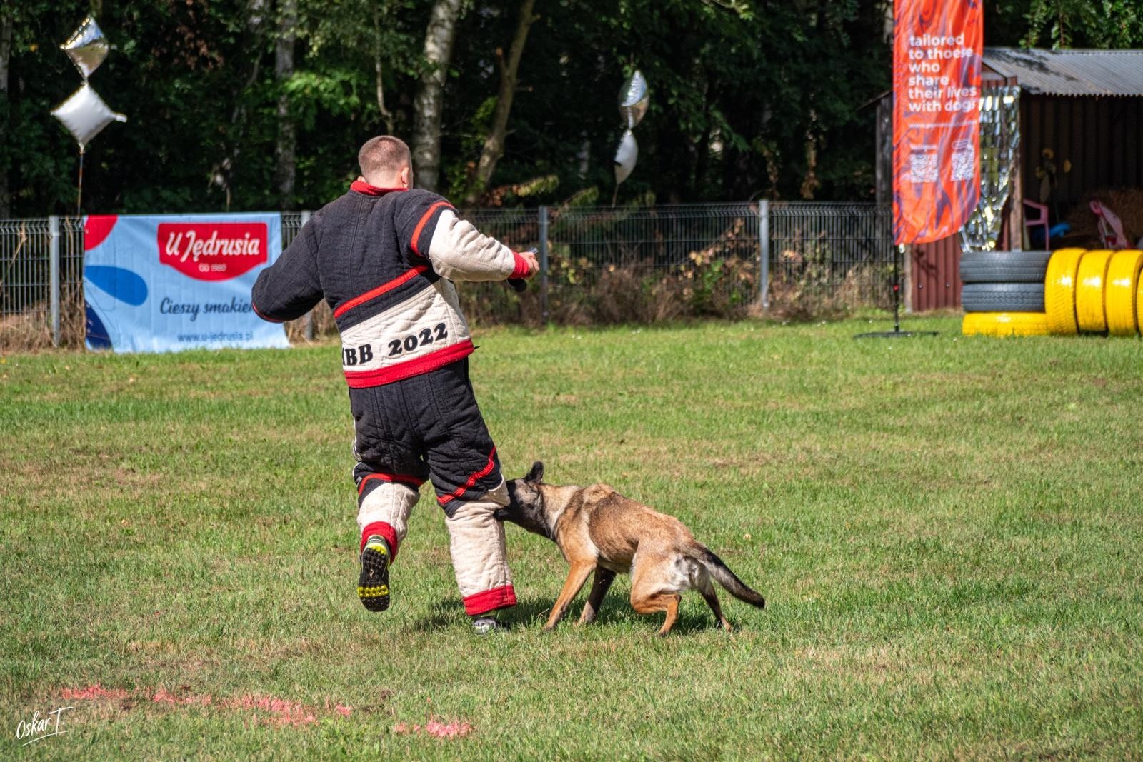 Zdjęcie w galerii na portalu naszraciborz.pl: Międzynarodowe emocje i psy wysokiej klasy. Pierwszy dzień zawodów Mondioringu w Babicach za nami [FOTO] wiadomości z regionu