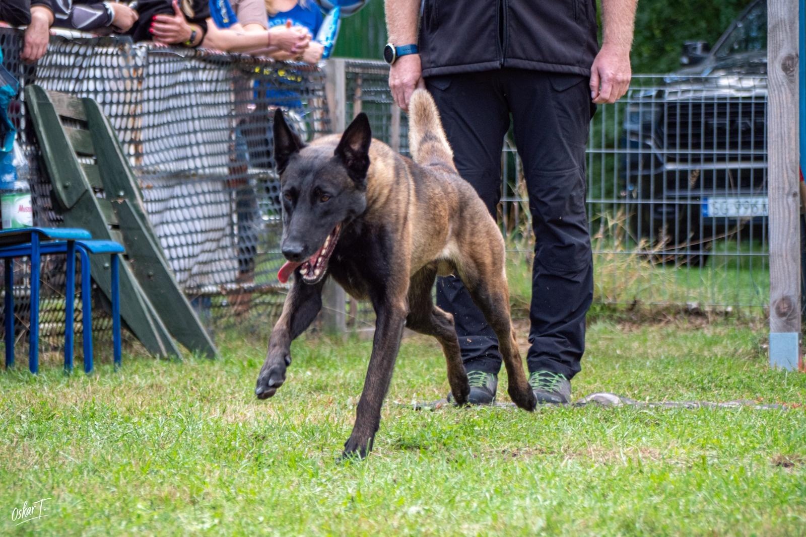Zdjęcie w galerii na portalu naszraciborz.pl: Międzynarodowe emocje i psy wysokiej klasy. Pierwszy dzień zawodów Mondioringu w Babicach za nami [FOTO] wiadomości z regionu