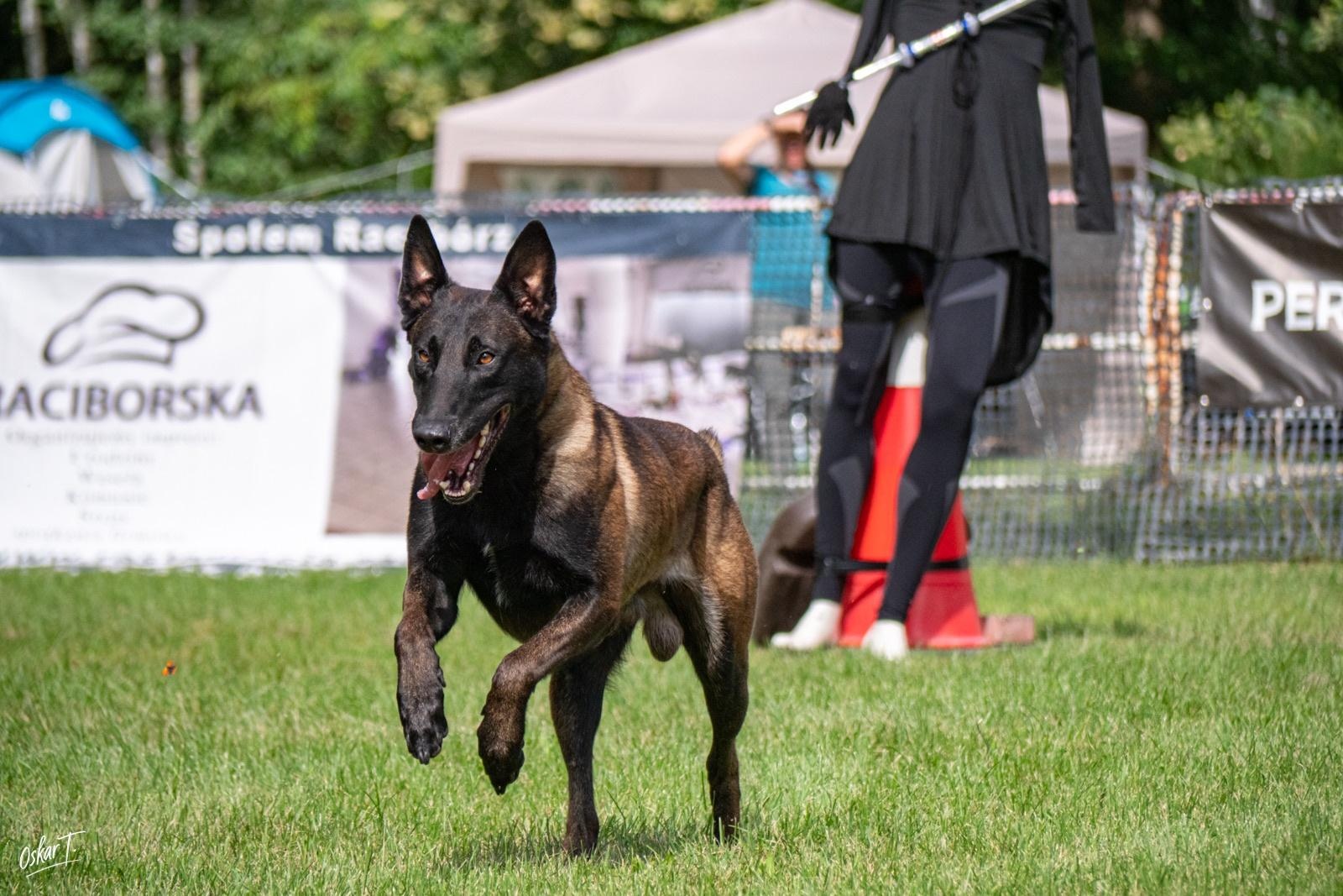 Zdjęcie w galerii na portalu naszraciborz.pl: Międzynarodowe emocje i psy wysokiej klasy. Pierwszy dzień zawodów Mondioringu w Babicach za nami [FOTO] wiadomości z regionu