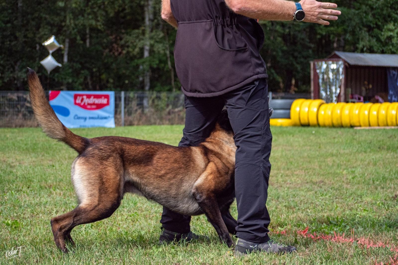 Zdjęcie w galerii na portalu naszraciborz.pl: Międzynarodowe emocje i psy wysokiej klasy. Pierwszy dzień zawodów Mondioringu w Babicach za nami [FOTO] wiadomości z regionu