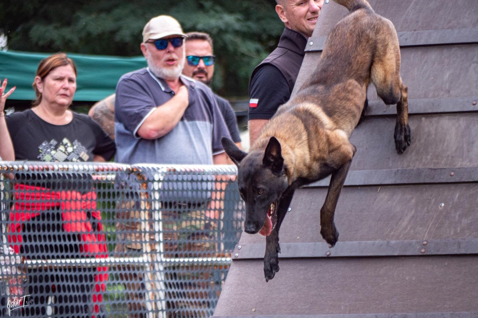 Zdjęcie w galerii na portalu naszraciborz.pl: Międzynarodowe emocje i psy wysokiej klasy. Pierwszy dzień zawodów Mondioringu w Babicach za nami [FOTO] wiadomości z regionu