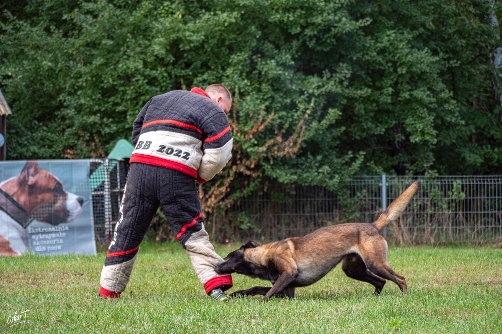 Zdjęcie w galerii na portalu naszraciborz.pl: Międzynarodowe emocje i psy wysokiej klasy. Pierwszy dzień zawodów Mondioringu w Babicach za nami [FOTO] wiadomości z regionu
