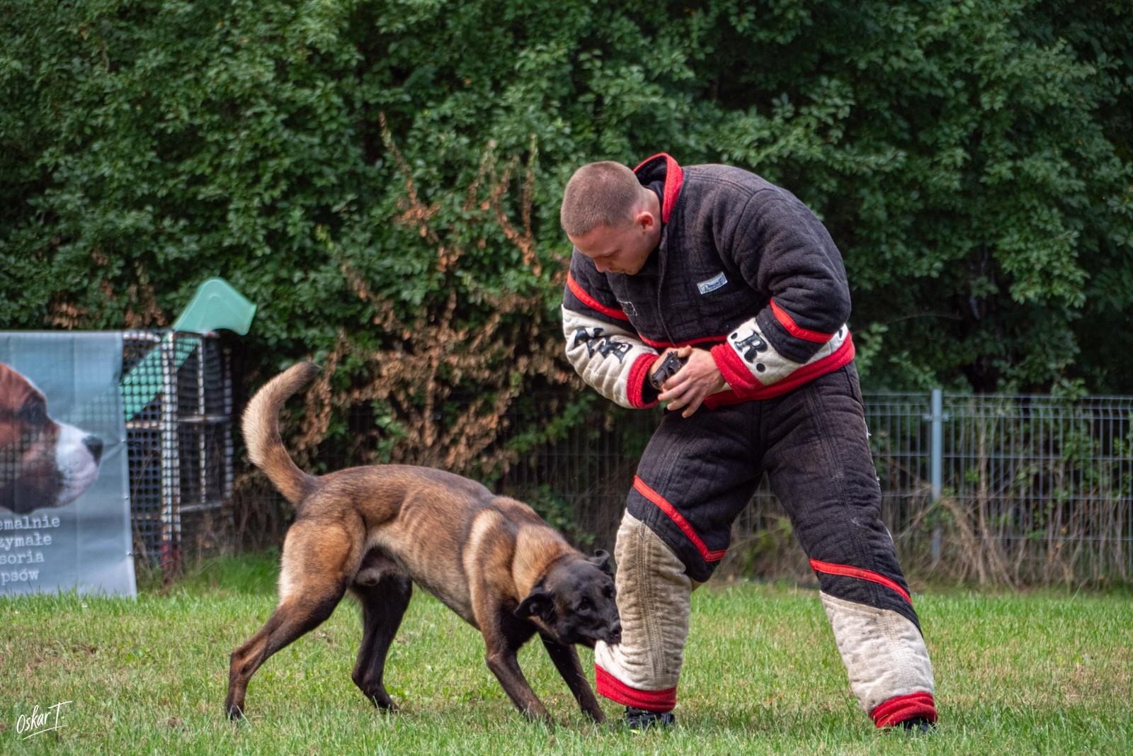 Zdjęcie w galerii na portalu naszraciborz.pl: Międzynarodowe emocje i psy wysokiej klasy. Pierwszy dzień zawodów Mondioringu w Babicach za nami [FOTO] wiadomości z regionu
