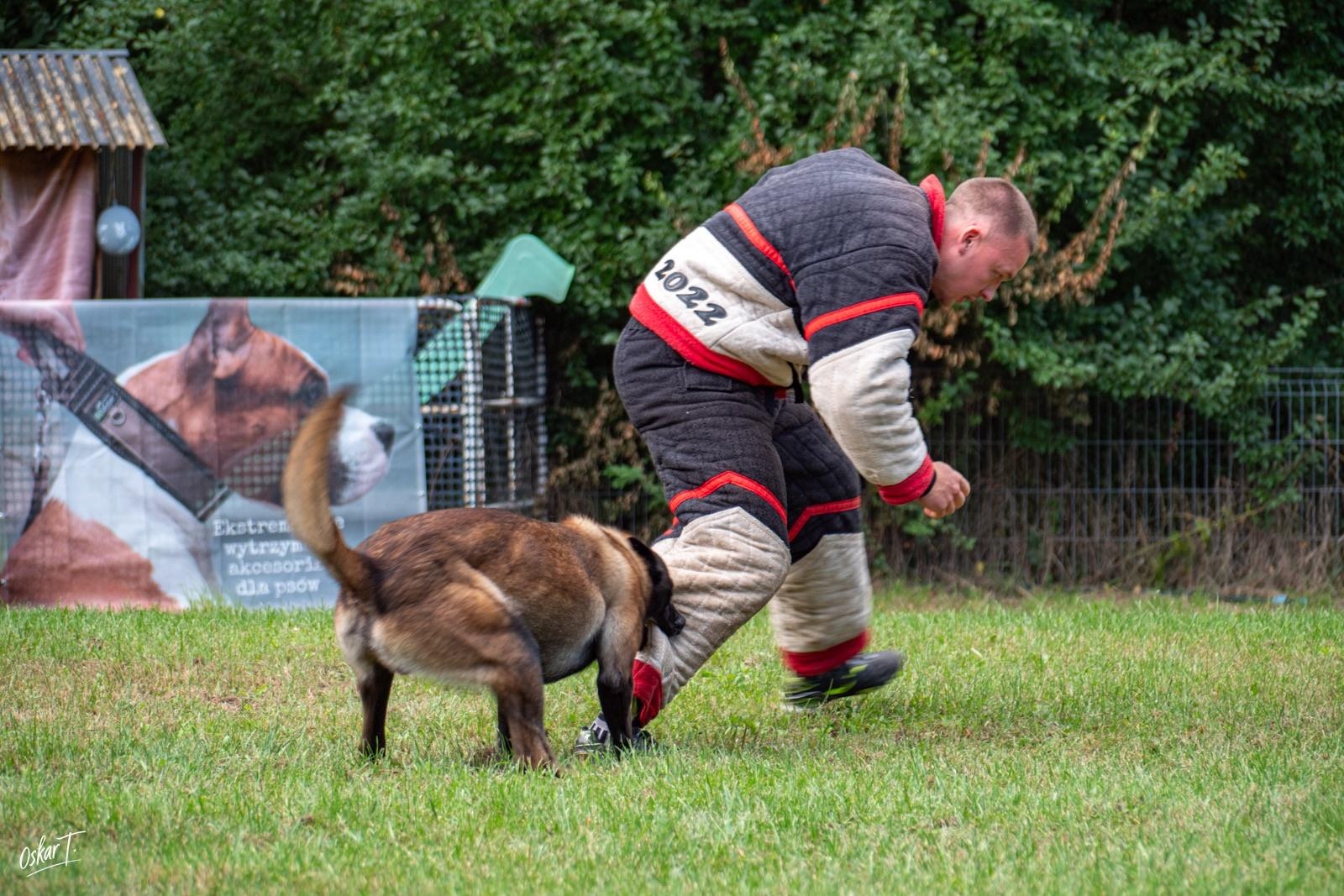Zdjęcie w galerii na portalu naszraciborz.pl: Międzynarodowe emocje i psy wysokiej klasy. Pierwszy dzień zawodów Mondioringu w Babicach za nami [FOTO] wiadomości z regionu