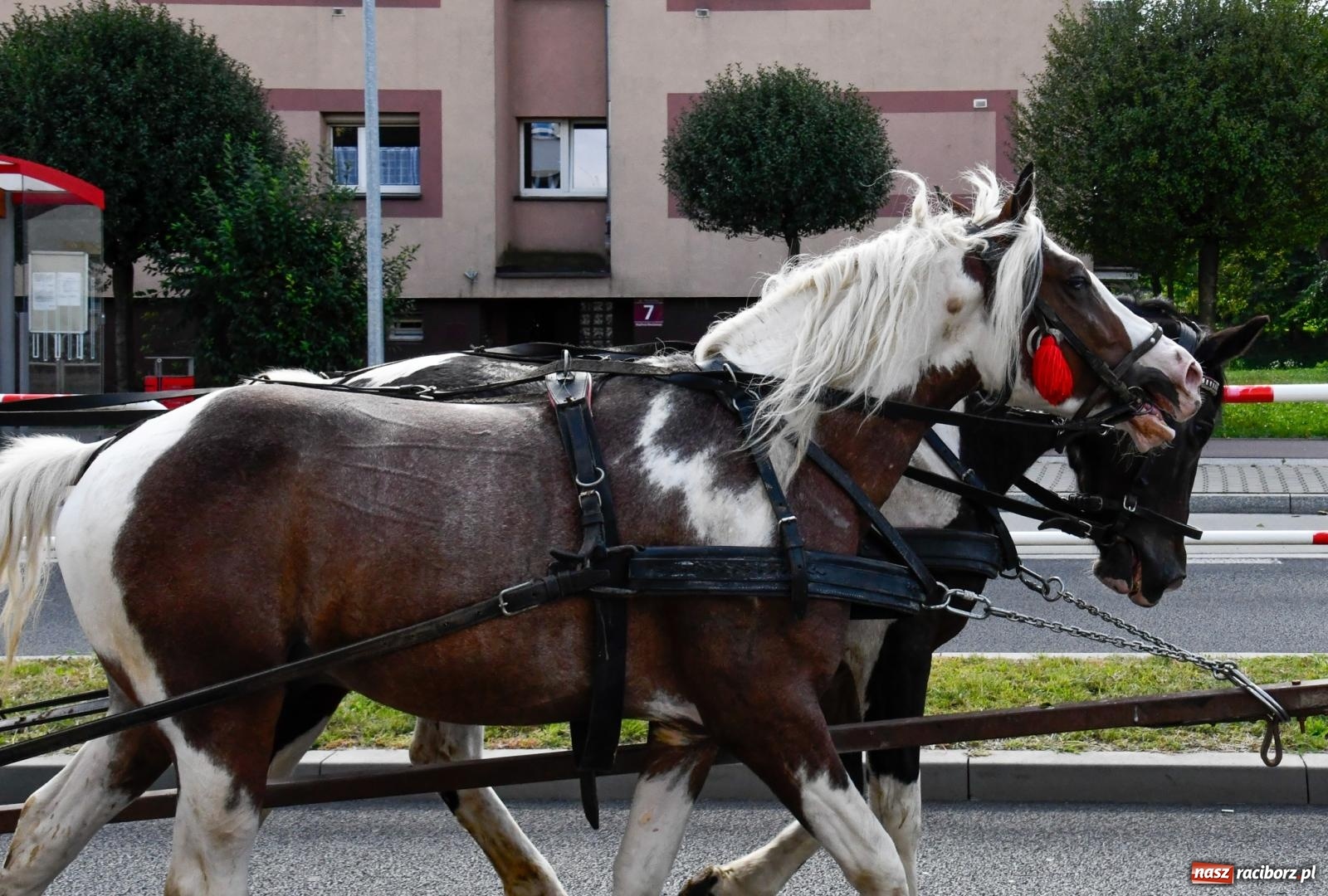 Zdjęcie w galerii na portalu naszraciborz.pl: Hubertus na Ostrogu. Konna parada przeszła ulicami Raciborza [FOTO i WIDEO] wiadomości z regionu