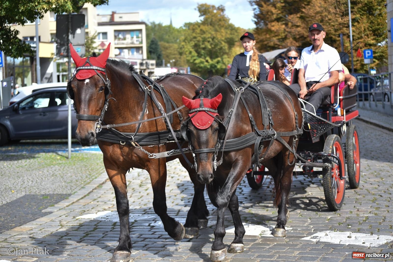 Zdjęcie w galerii na portalu naszraciborz.pl: Pogoń za lisem na Ostrogu. Tym razem kitę złapali Maria Szczyrba i Kacper Bizon wiadomości z regionu