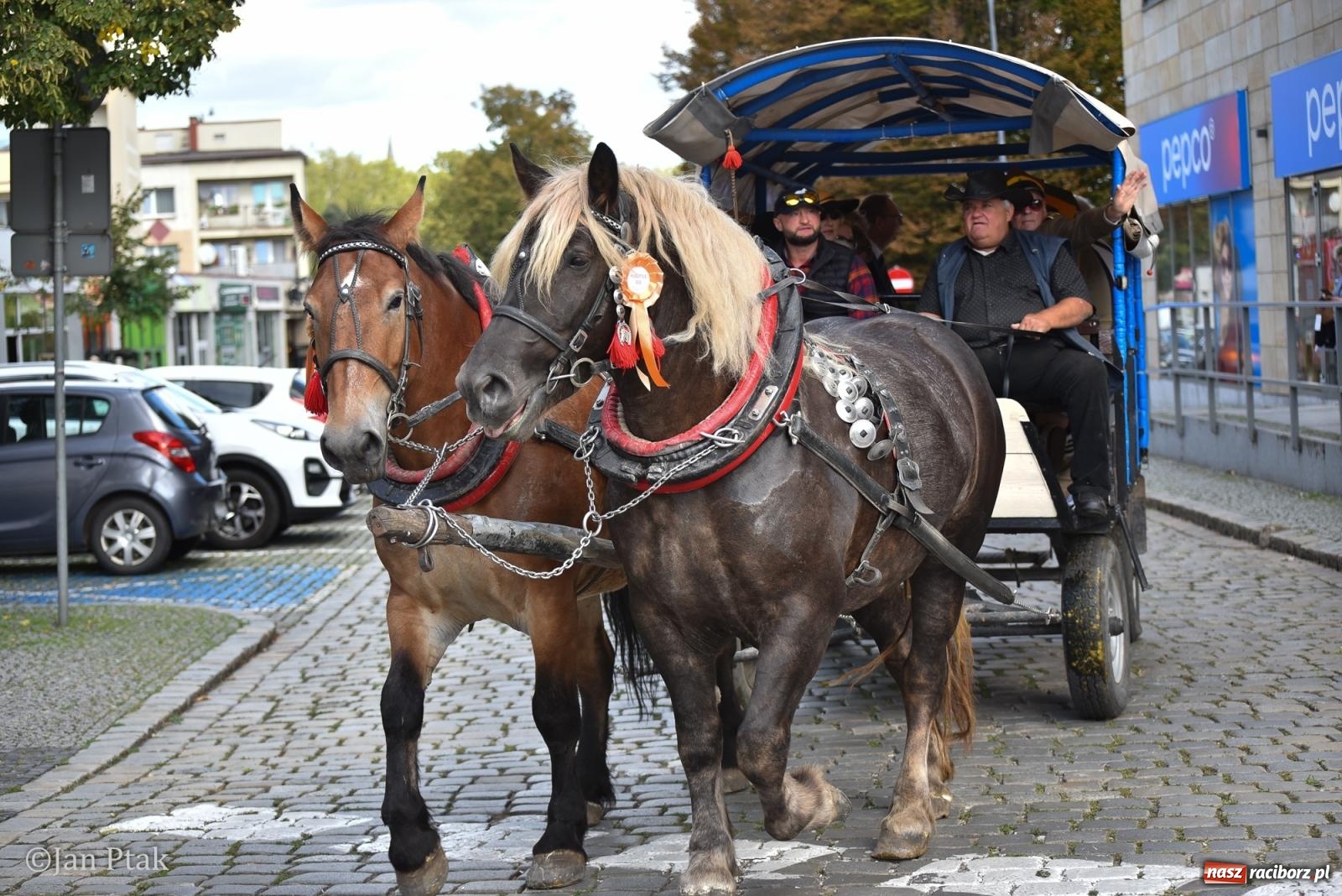 Zdjęcie w galerii na portalu naszraciborz.pl: Pogoń za lisem na Ostrogu. Tym razem kitę złapali Maria Szczyrba i Kacper Bizon wiadomości z regionu