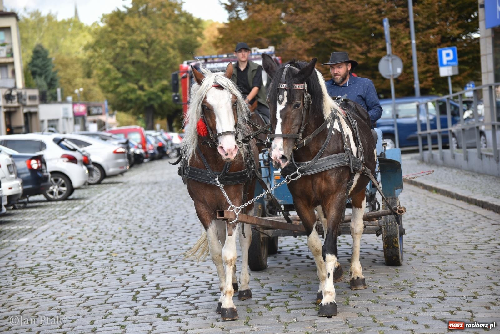 Zdjęcie w galerii na portalu naszraciborz.pl: Pogoń za lisem na Ostrogu. Tym razem kitę złapali Maria Szczyrba i Kacper Bizon wiadomości z regionu