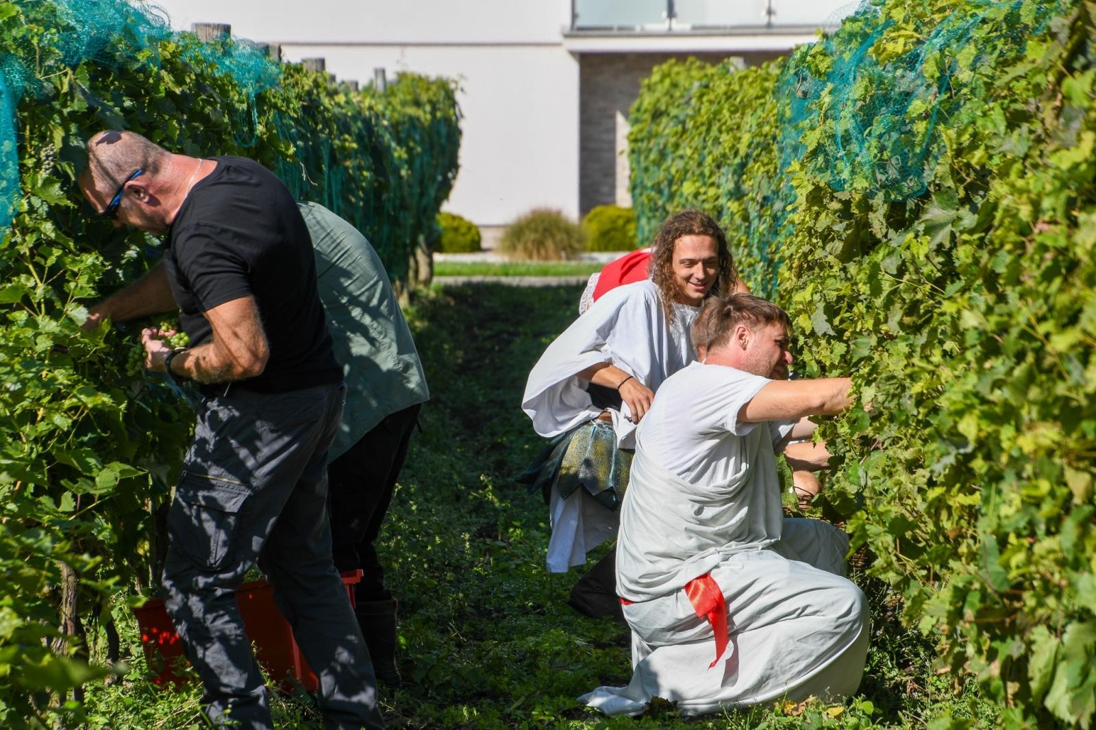 Zdjęcie w galerii na portalu naszraciborz.pl: W Krowiarkach rozpoczęło się winobranie. W niedzielę święto wina, chleba i miodu przy pałacu wiadomości z regionu