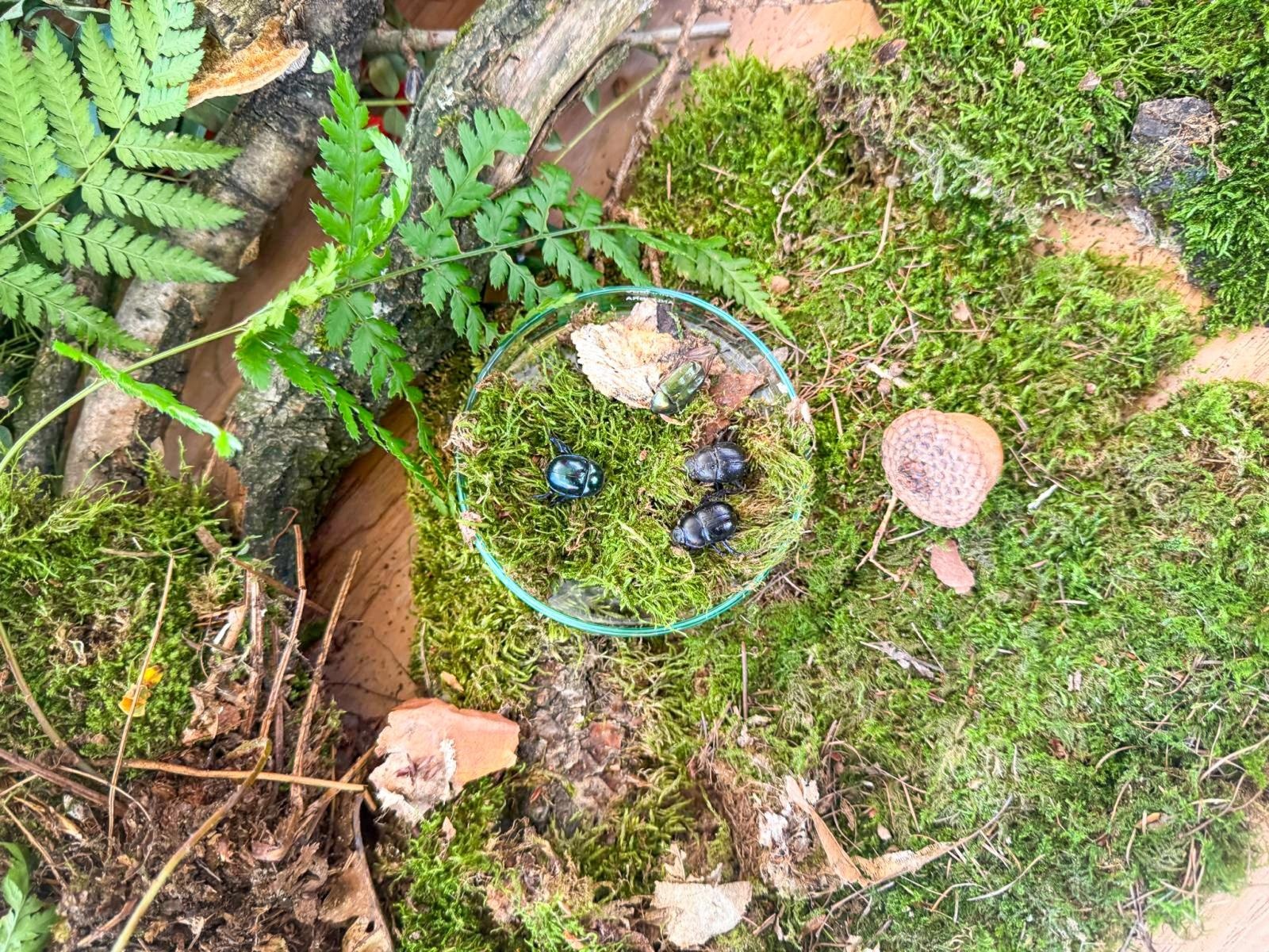 Zdjęcie w galerii na portalu naszraciborz.pl: Święto Dyni w Ogródku Jordanowskim. Jesienny dzień pełen atrakcji dla rodzin [FOTO i WIDEO] wiadomości z regionu