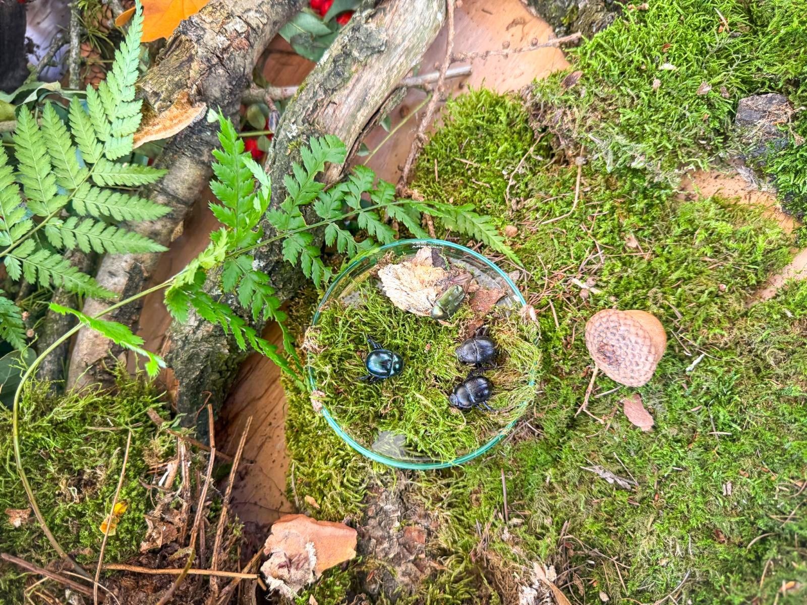 Zdjęcie w galerii na portalu naszraciborz.pl: Święto Dyni w Ogródku Jordanowskim. Jesienny dzień pełen atrakcji dla rodzin [FOTO i WIDEO] wiadomości z regionu