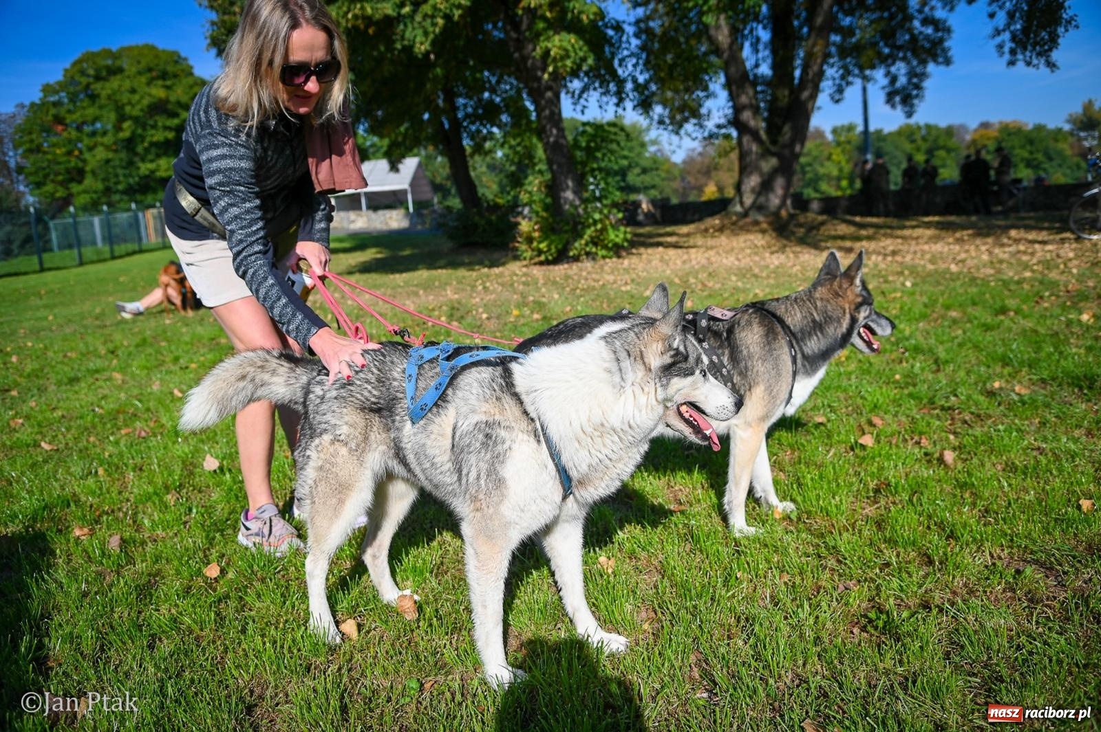 Zdjęcie w galerii na portalu naszraciborz.pl: ZOO-MAR Dogtrekking Racibórz 2026. Sportowa rywalizacja i pomoc dla bezdomnych zwierząt wiadomości z regionu